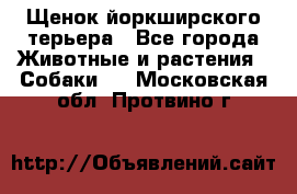 Щенок йоркширского терьера - Все города Животные и растения » Собаки   . Московская обл.,Протвино г.